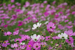 みどりが丘公園にて　