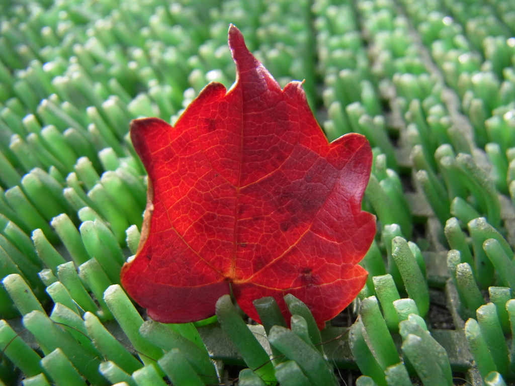 小さな秋見つけた^^