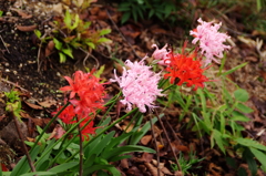 大高緑地公園にて