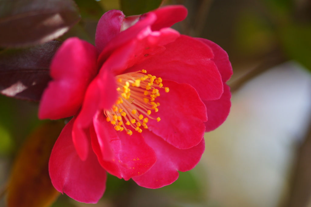 山茶花