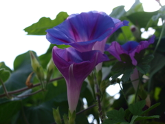 朝顔