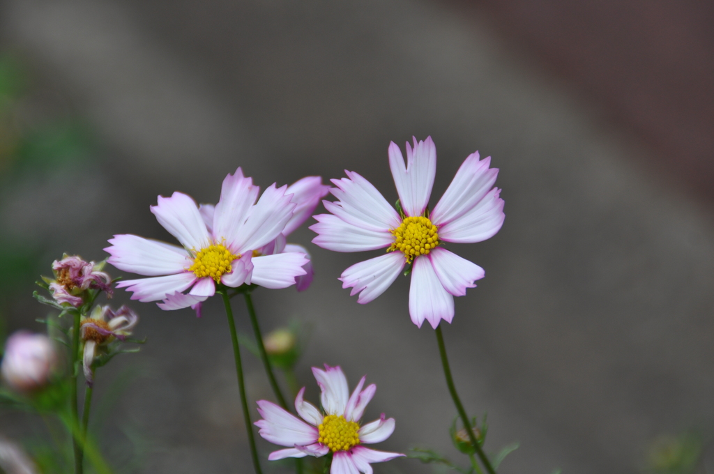 大高緑地公園にて