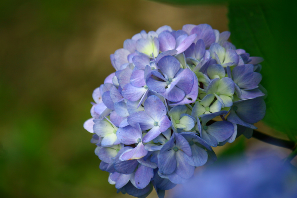紫陽花