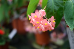 木立性ベゴニア・ハニーサックる