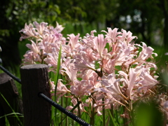 名古屋市農業センターにて　