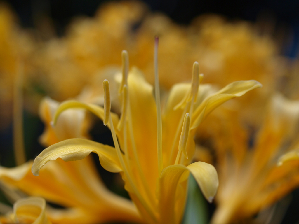 リコリス・オーレア