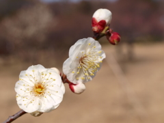 大高緑地公園にて