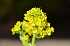 菜の花