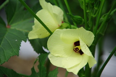 オクラの花