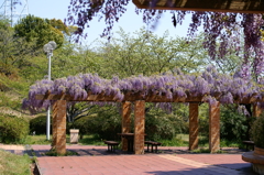 藤棚
