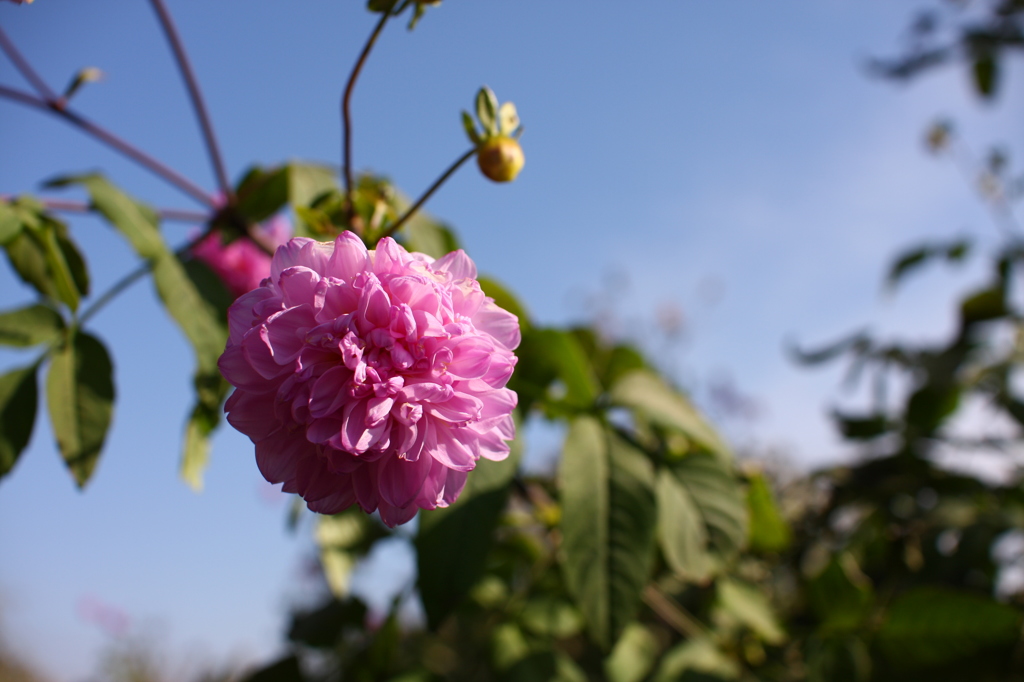 皇帝ダリア（八重）