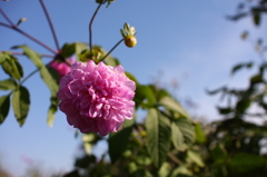 皇帝ダリア（八重）