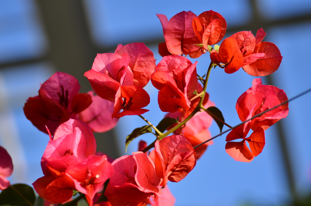 ブーゲンビレア