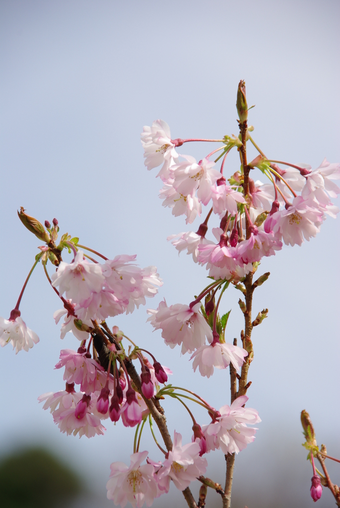 冬桜