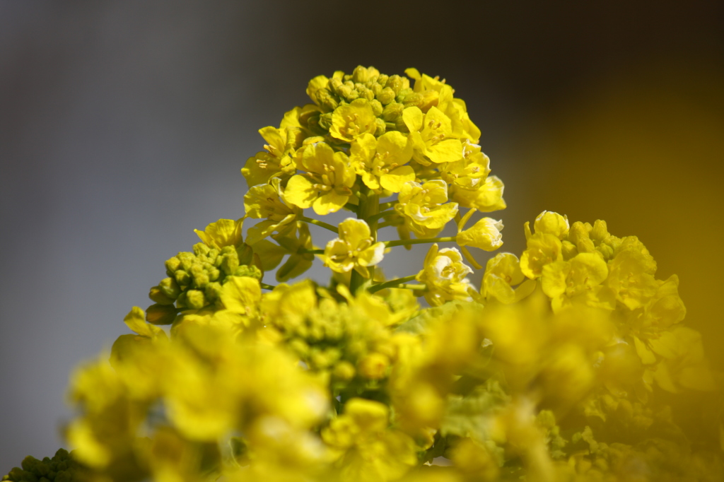 菜の花