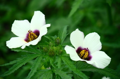 名古屋市農業センターにて　