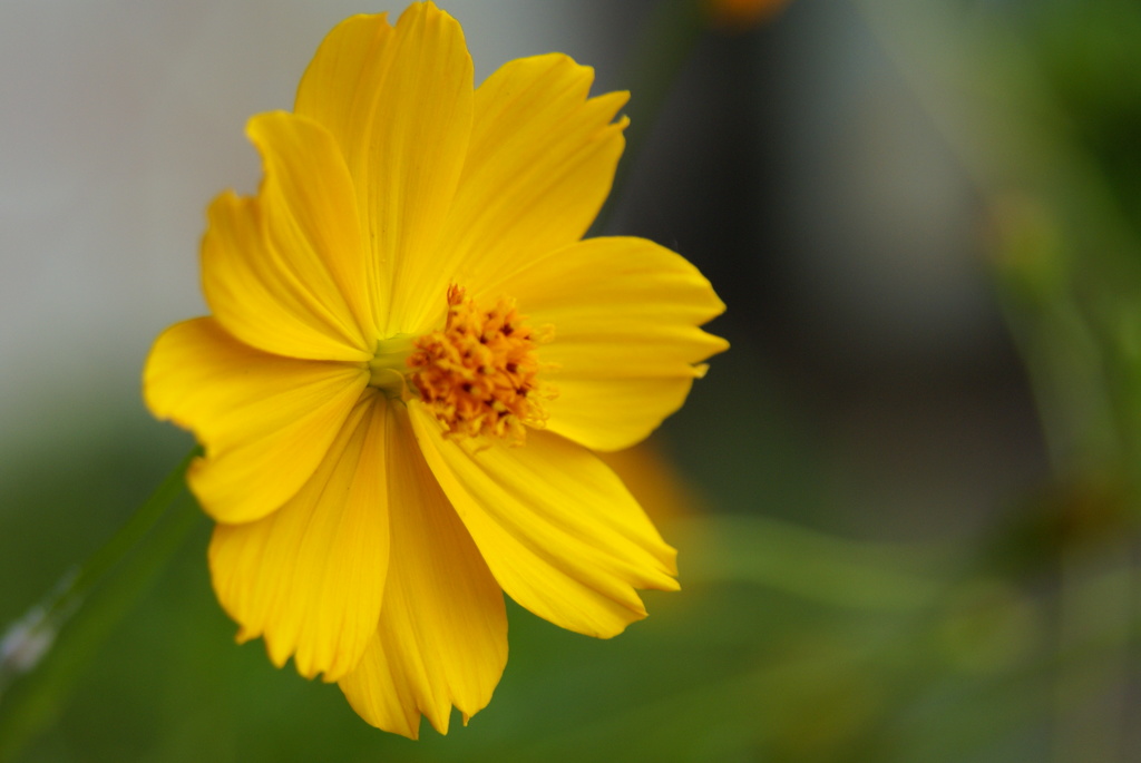 キバナコスモス