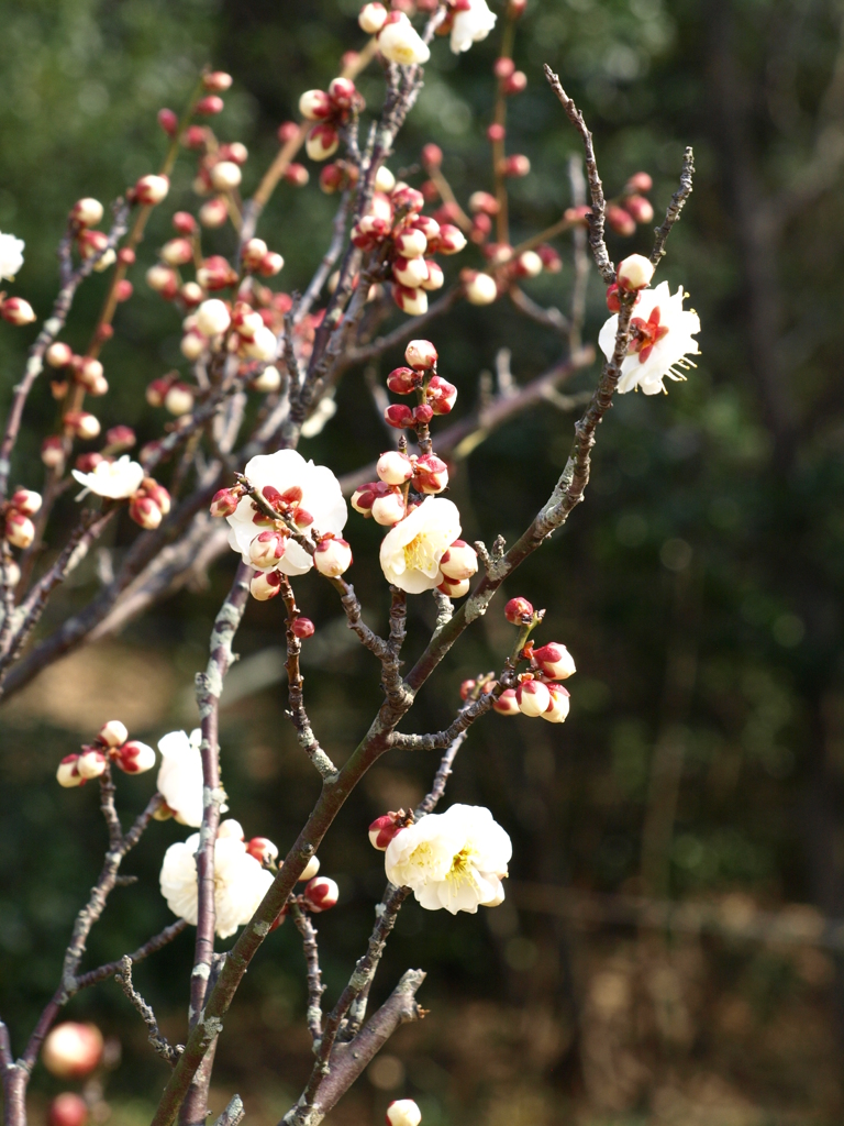 大高緑地公園にて