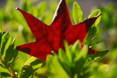 晩秋の日射しを受けて