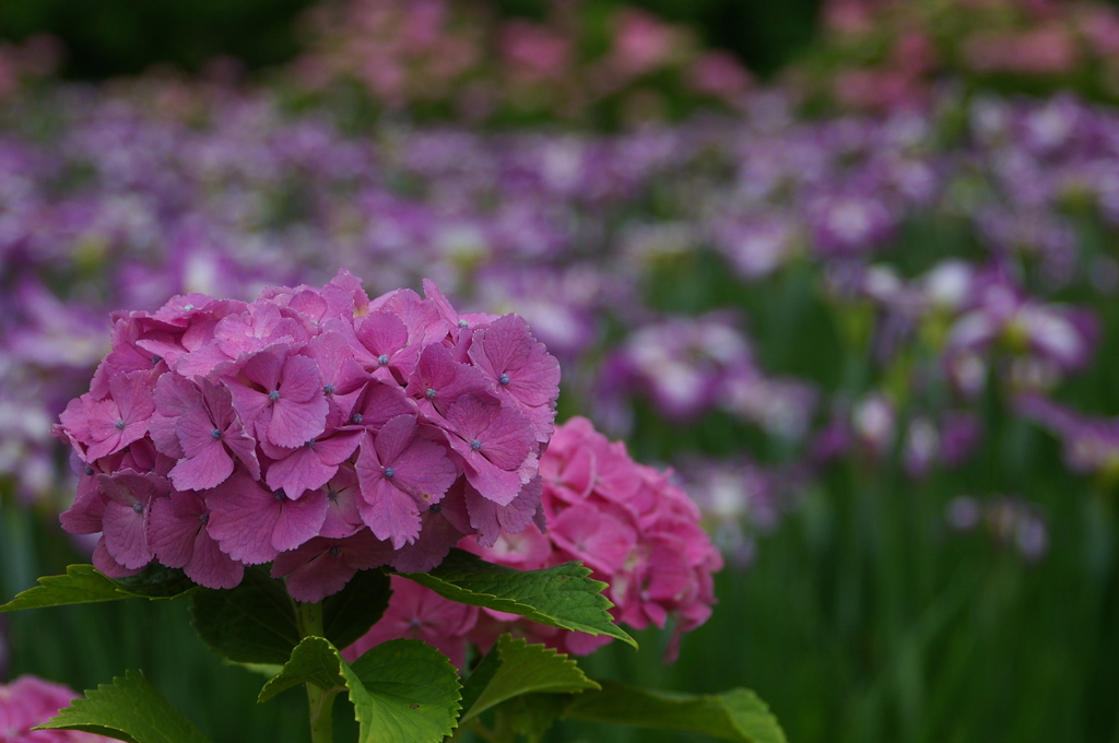 花菖蒲を背景に