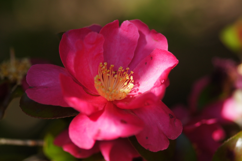 山茶花