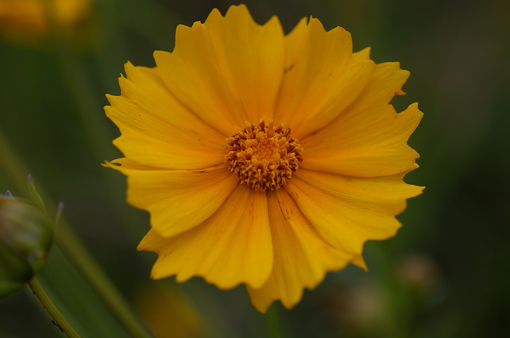 キバナコスモス