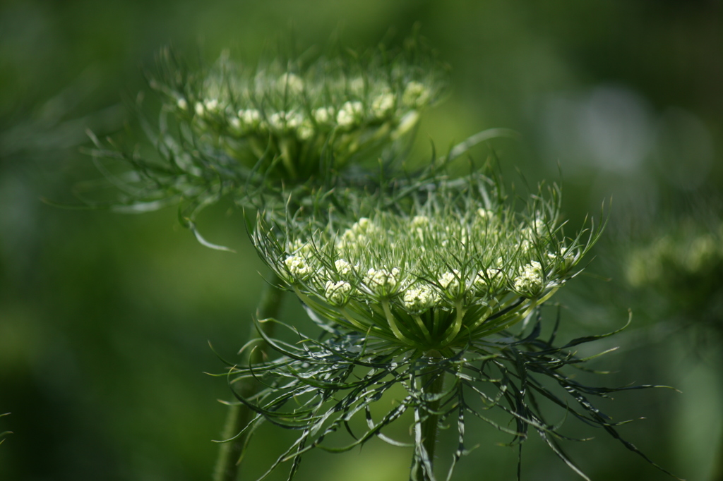 ニンジン（採種用・八事五寸）