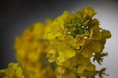 菜の花