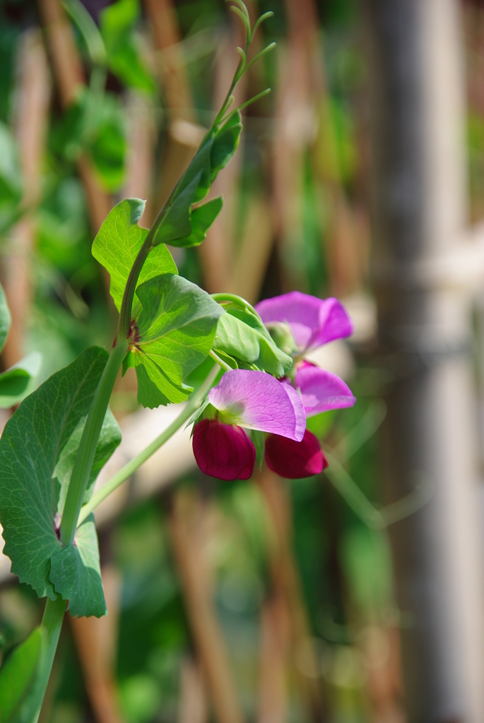 名古屋市農業センターにて　４月２７日 036