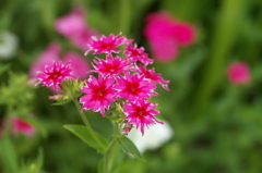 名古屋市農業センターにて　