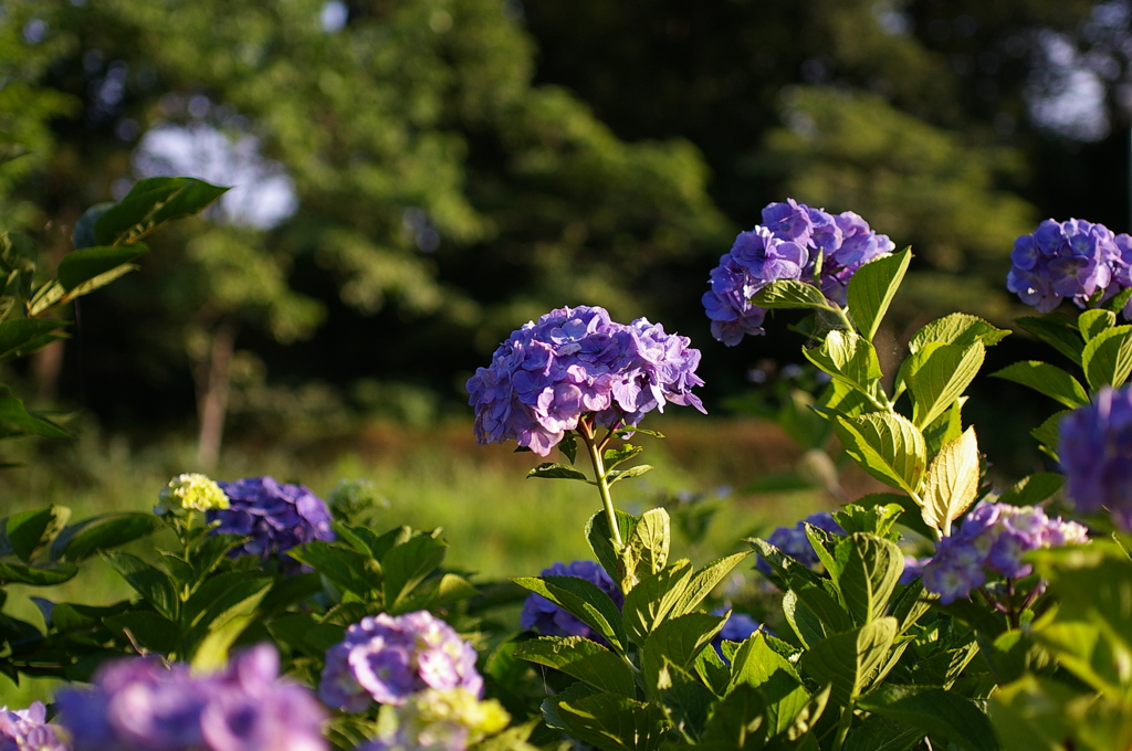 紫陽花の詩
