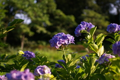 紫陽花の詩