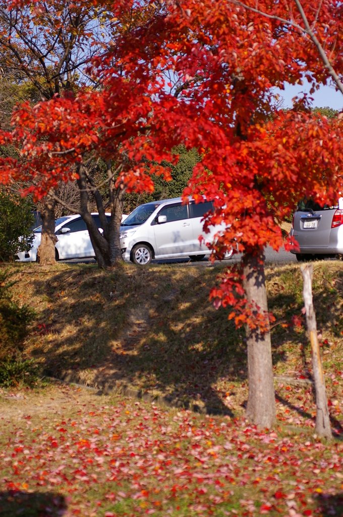 大高緑地公園にて（ハナノキ）