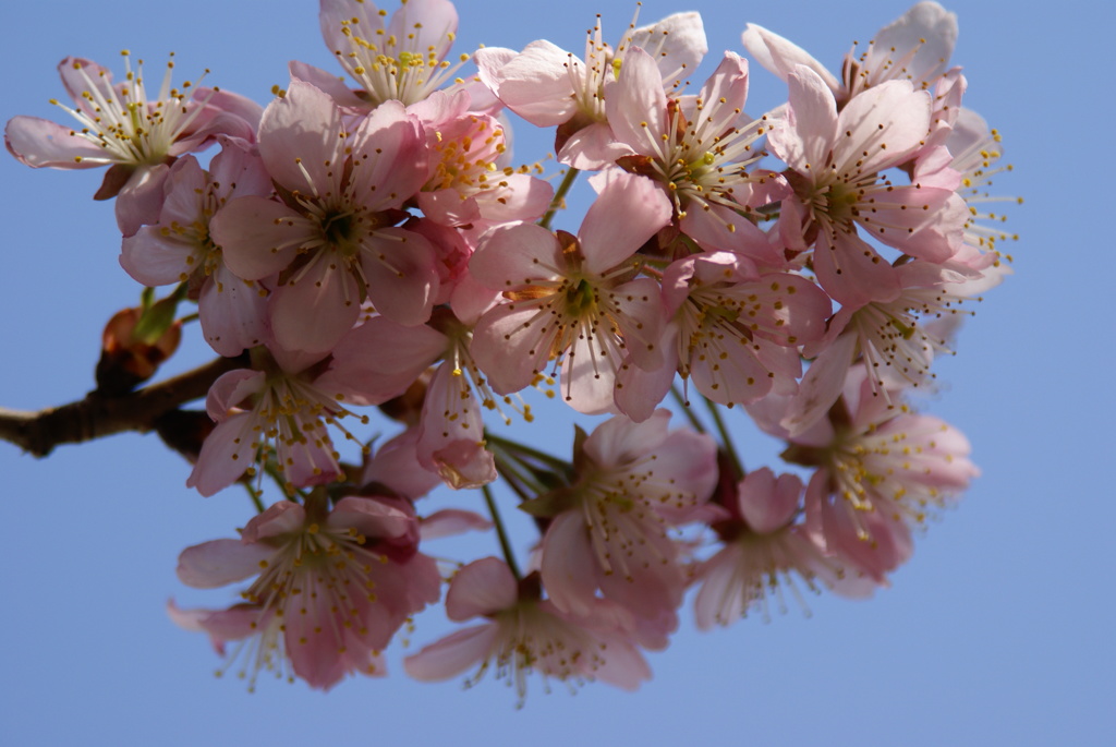 支那実桜