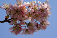 支那実桜