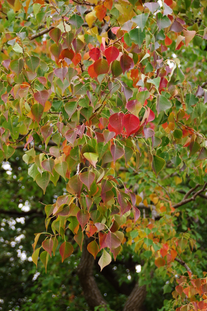 ナンキンハゼも色づいて