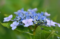 額紫陽花