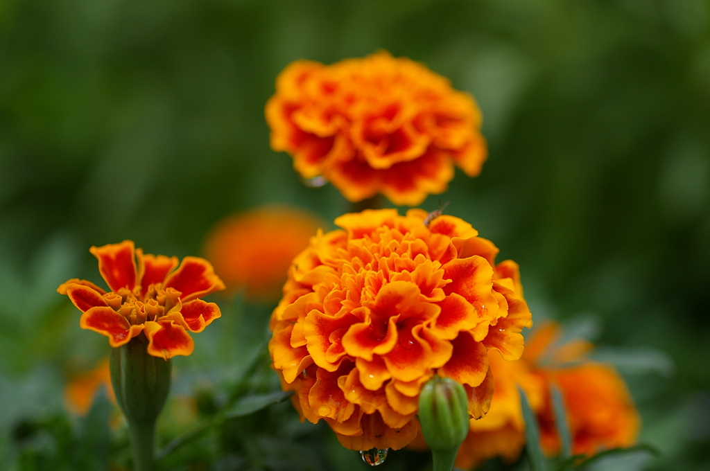 マリーゴールド