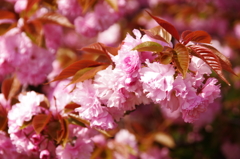 八重桜