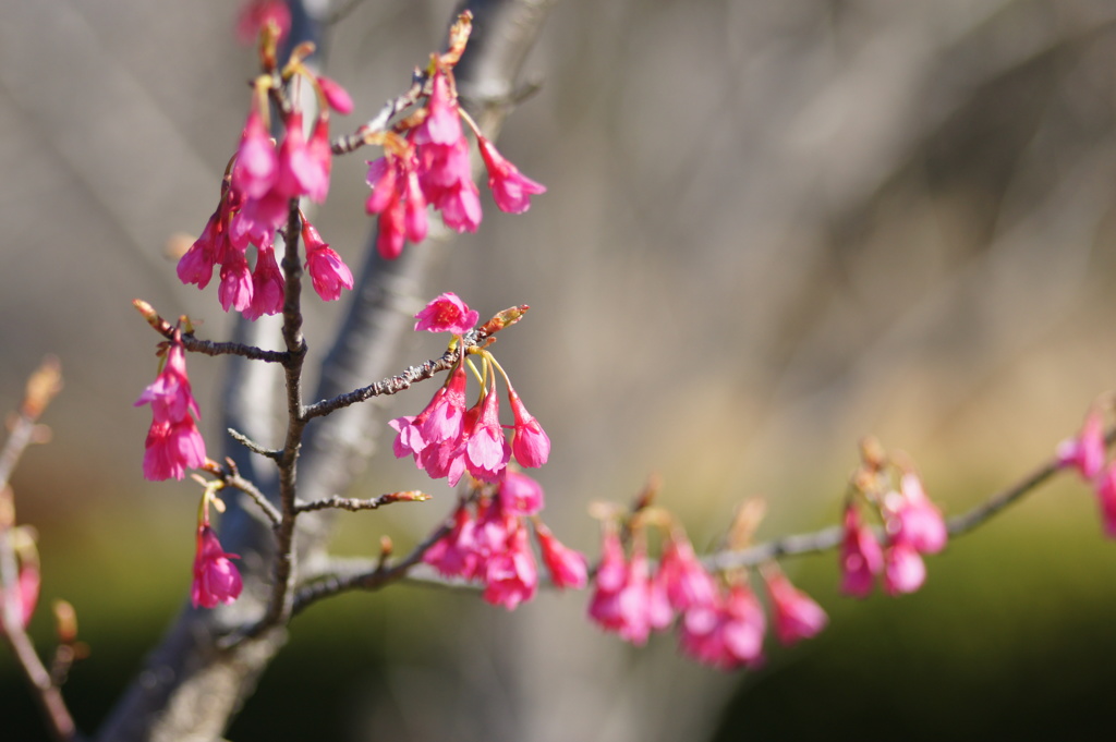 寒緋桜