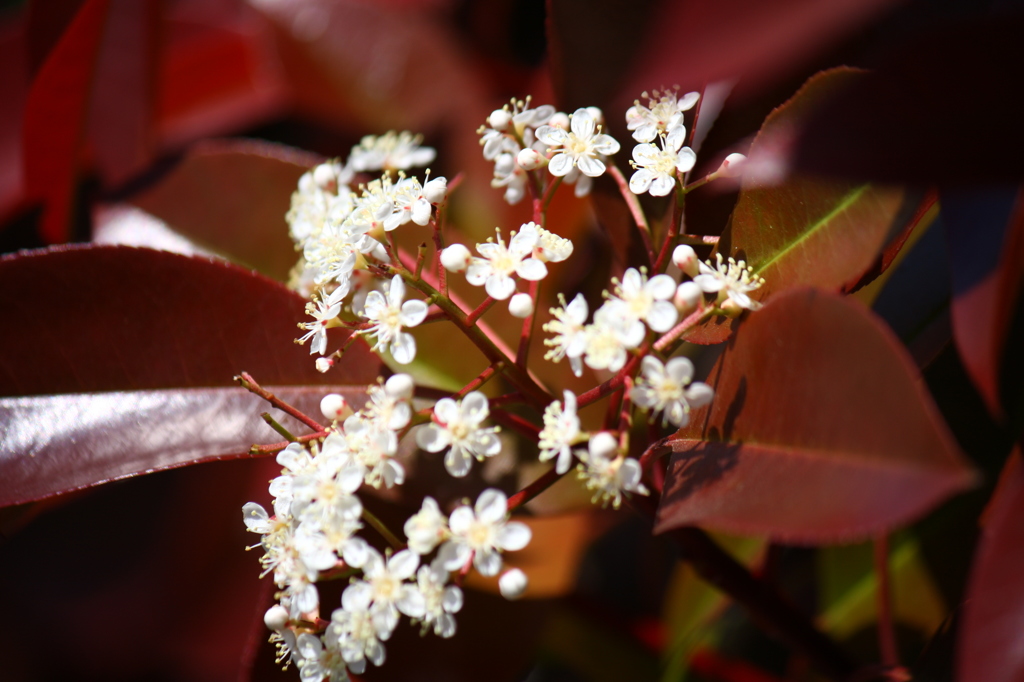 名古屋市農業センターにて