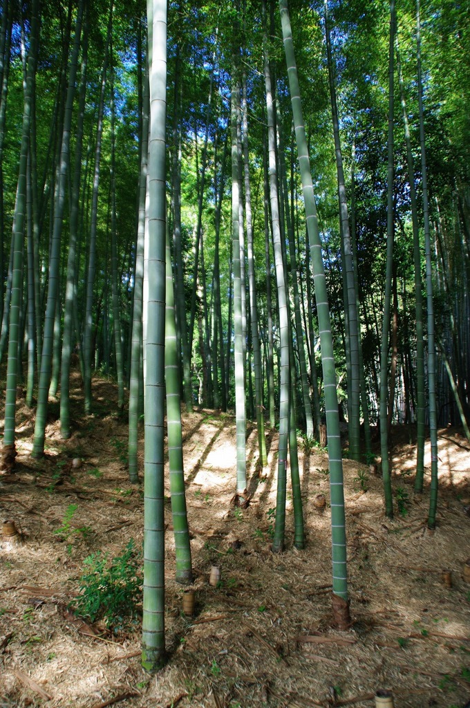 竹林にて