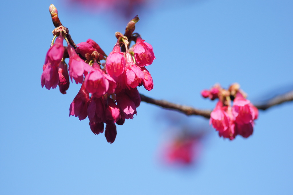 寒緋桜
