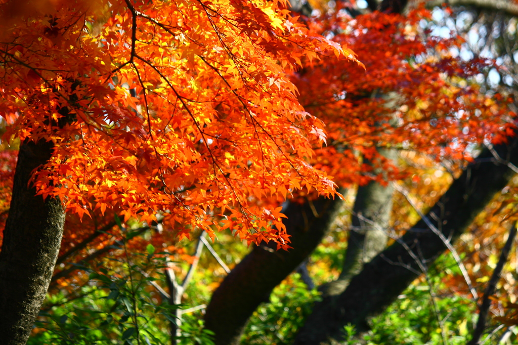 大高緑地公園にて