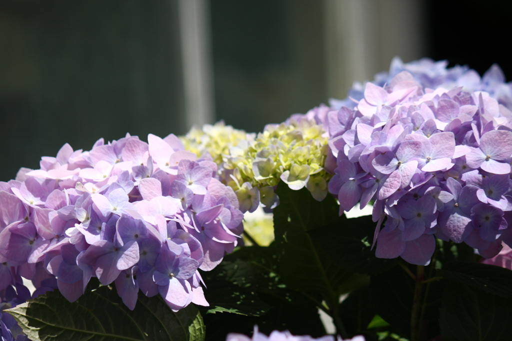 紫陽花