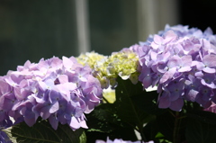 紫陽花