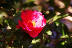 山茶花