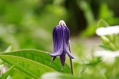 クレマチス・インテグリフォリア系