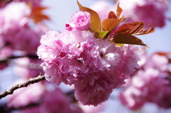 八重桜
