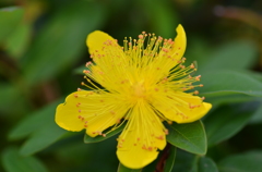 ヒペリカム・カリシナム